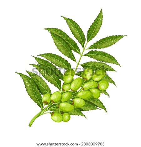 Neem tree branch with green leaves and fruits vector illustration. Cartoon isolated Azadirachta indica or nimtree twig from garden in India, neem plant of Ayurveda medicine and vegetable for eating Royalty-Free Stock Photo #2303009703