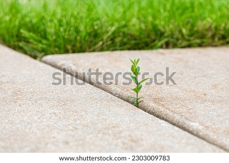 Weed growing in crack of concrete sidewalk. Lawncare, landscaping and weeding concept.