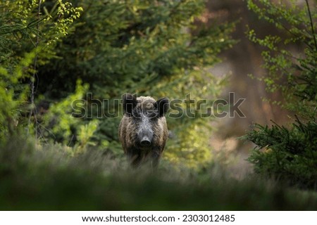 Wild boar in the forest. European nature during spring. Eye to eye contact with the boar. Royalty-Free Stock Photo #2303012485