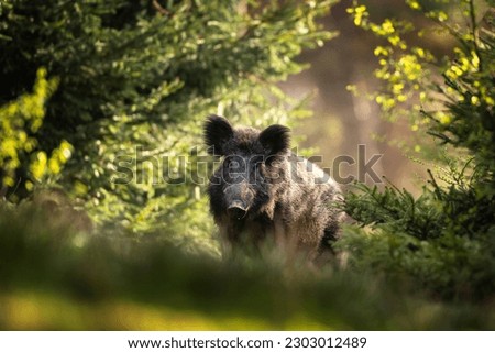 Wild boar in the forest. European nature during spring. Eye to eye contact with the boar. Royalty-Free Stock Photo #2303012489