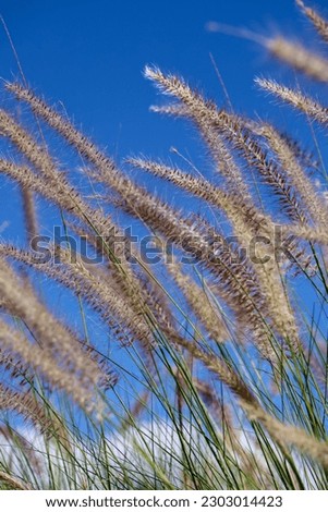 Royalty high quality free stock image of Imperata cylindrica Beauv in sunshine. Imperata cylindrica is a species of grass in the family Poaceae, blue sky as a background

