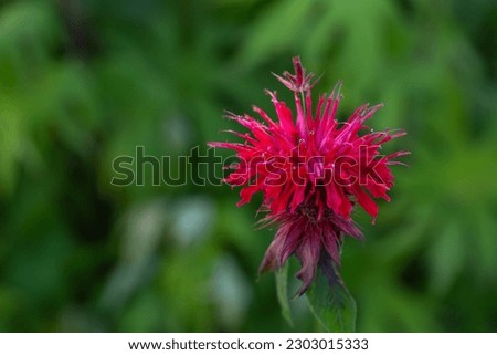Blossom scarlet monarda didyma macro photography in a summer day. Beebalm flower with red petals close-up garden photo on a green background. Blooming Bergamot flowering plant floral background.