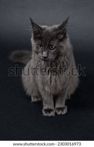 Portrait of the black Maine Coon  kitten sitting on the black chair, black background 