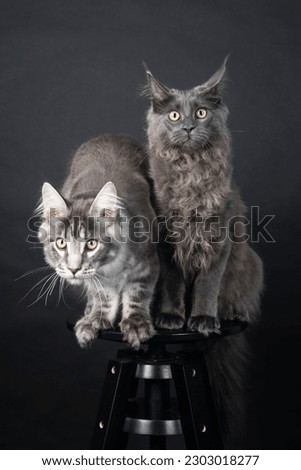 two maine coon kitten sitting on the black stool on the black background 