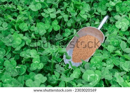 Lush green clover lawn with a scoop with clover seeds 
