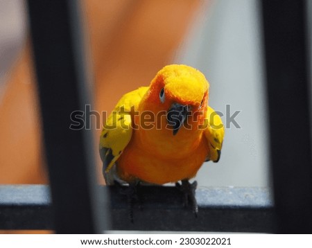 colorful bird in selective focus 