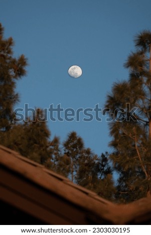 Moon picture with trees nearby 