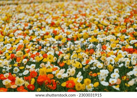 Photo of a flower garden with poppies in full bloom
