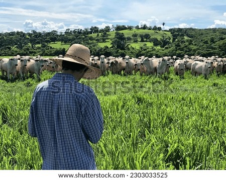 Brazil tropical grass beef cattle Royalty-Free Stock Photo #2303033525