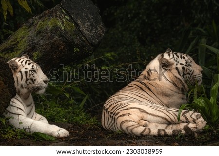A pair of white tiger resting side by side. White tiger or bleached tiger is a pigmentation variant of the Bengal tiger, which is reported in wild from time to time in the Indian states. Copy space