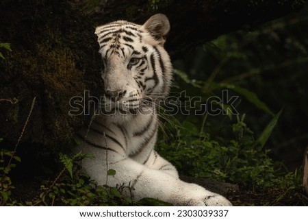 White tiger Singapore zoo wild life animal looking at the camera from behind the rock, copy space for text, dark jungle background