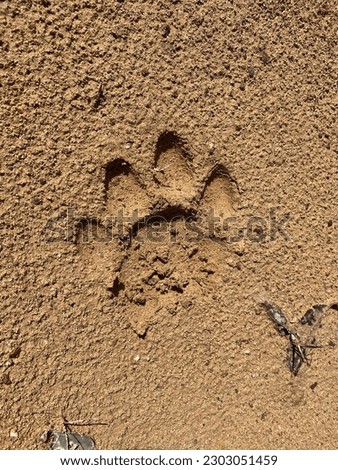 King of jungle or known as tiger’s paw print.
