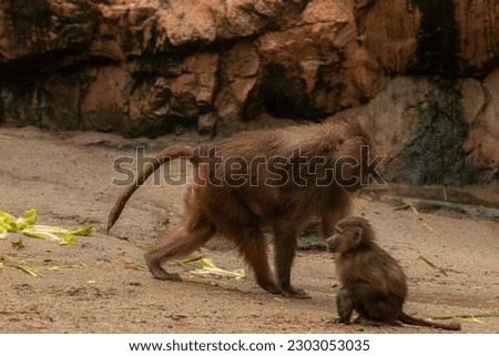 Male hamadryas baboon is walking on the ground next to the baby baboon