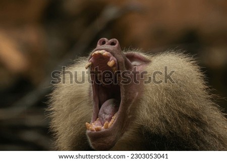 Large male Hamadryas Baboon showing teeth, close up portrait with copy space for text
