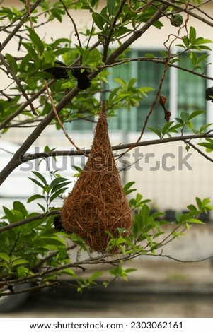 bird's nest on the tree