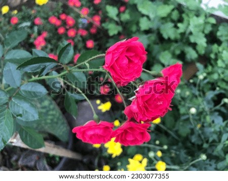 Garden Rose Floribunda variety 'Tickled Pink" Spring-blooming garden flowers
