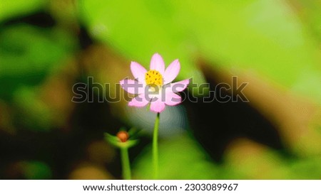 Pink flower with yellow red thread and perfect petals stock photo