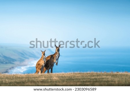A Kangaroo at Deep Creek, South Australia