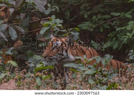 Female tigress (Panthera tigris) in the deep green forest of corbett tiger reserve.