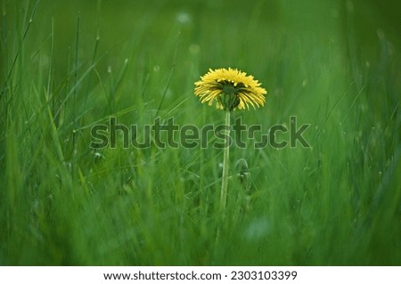 Lonely yellow bloom of dandelion growing in the grass turned to the sun. Melancholic captured picture in the sunny evening. Sad mood photo. Taraxacum officinale. 