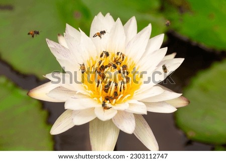 White lotus flowers with bees swarming pollen.