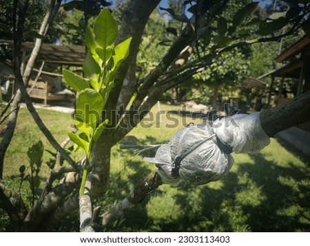 the process of setting the orange tree on the stalk that will be replanted. Royalty-Free Stock Photo #2303113403