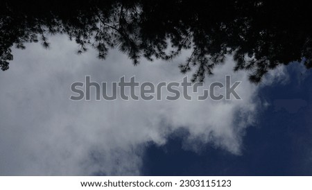 View of blue sky and silhouette of tree leaves
