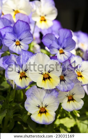 Blooming purple and yellow pansy flowers close up