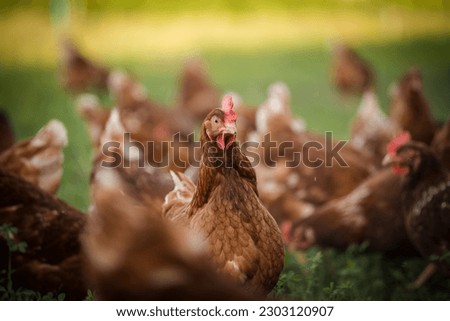 This beautiful image showcases free-range egg-laying chickens in both a field and a commercial chicken coop. The photograph captures the natural beauty of these birds and their living environment. Royalty-Free Stock Photo #2303120907