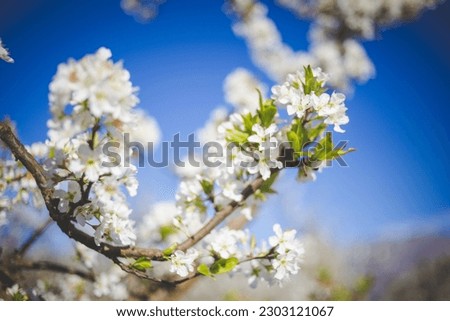 A stunning photo of an apple orchard in full bloom, with the trees covered in beautiful white blossoms, set against a clear blue sky.