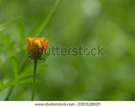 Orange flowers are blooming in the garden. Close up. Copy space.
