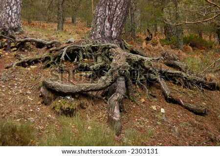 Tree Root in forest. Winter