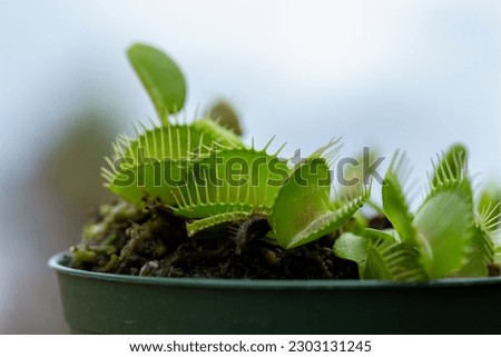 Macro view of an indoor potted Venus Flytrap houseplant (dionaea muscipula)