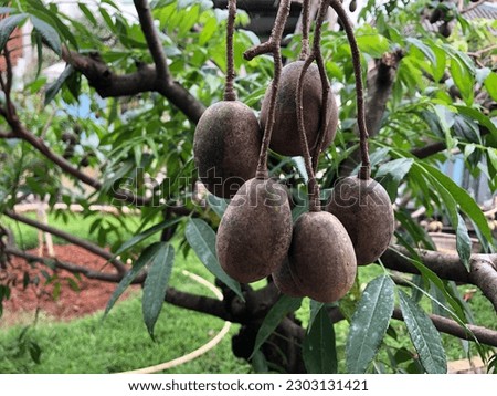 Kedondong Fruit That Grows in The Yard