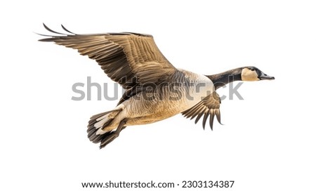 A flying goose isolated on a white background Royalty-Free Stock Photo #2303134387