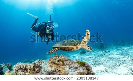 Female scuba diver taking a photo of Hawksbill Turtle swimming over coral reef in the blue sea. Marine life and Underwater world concepts Royalty-Free Stock Photo #2303138149