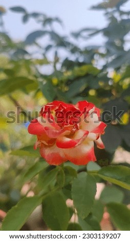 Garden roses. Image of various type of rose. Rooftop garden. Beautiful flower rose picture 