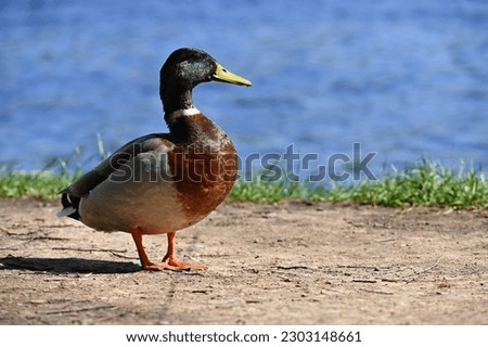Mallard. Wild duck on the shore of a pond. Male-duck. (Anas platyrhynchos)