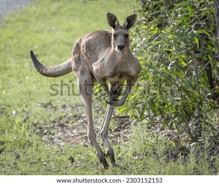 Kangaroo of the eastern Grey species, hopping through the bush
