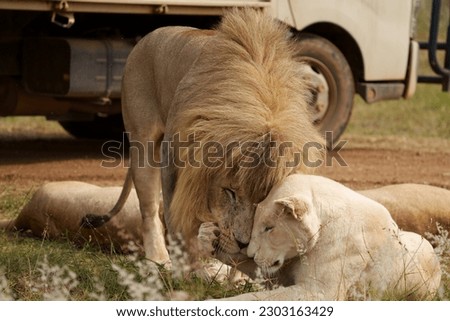 Lion and Lioness being cute and playful with each other and caressing, getting ready for mating season. taken during a safari game drive in South Africa Royalty-Free Stock Photo #2303163429
