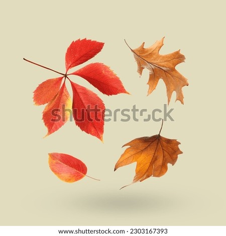Different autumn leaves falling on beige grey background Royalty-Free Stock Photo #2303167393