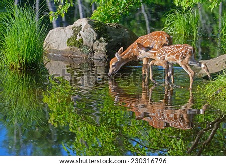 Water reflections of two baby deer. Royalty-Free Stock Photo #230316796