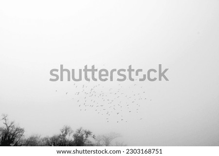 Powerpoint background design with birds flying in the very foggy day