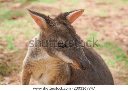 Cute Kangaroo at Exotic Zoo in Thailand