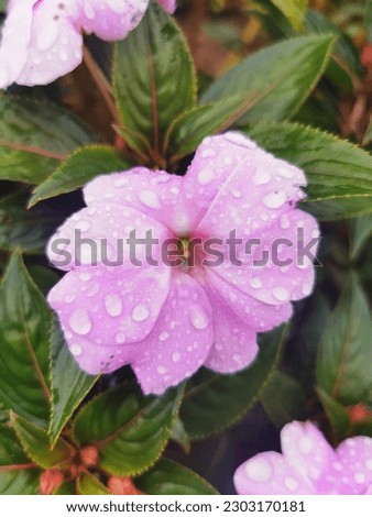 Beautiful flower after the rain