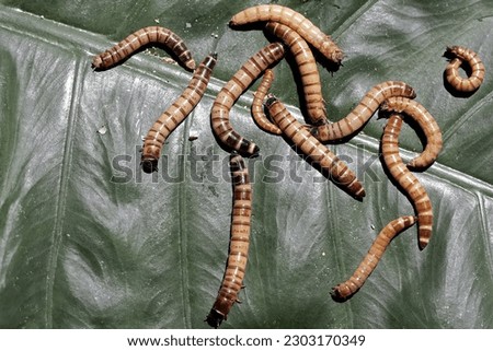 Yellow meal worm colony eating taro leaves. This caterpillar has the scientific name Tenebrio molitor. Royalty-Free Stock Photo #2303170349