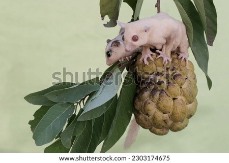 An albino sugar glider mother eating a custard apple ripe on a tree with her baby. This mammal has the scientific name Petaurus breviceps.
