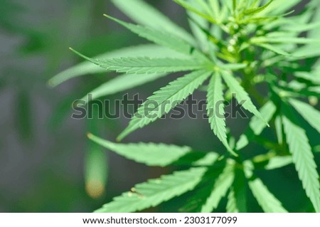CANNABACEAE, Cannabis indica Lam or Cannabis sativa L or Cannabis sativa subsp or indica or  Small and Cronquist or Cannabis sativa L plant Royalty-Free Stock Photo #2303177099