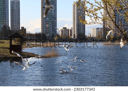 seagull birds flying on the sky in spring, skyscraper background, public park