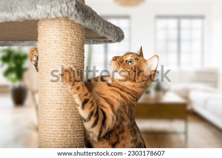 A ginger cat with a cat pole - a scratching post against the background of the living room. Teaching a pet to a scratching post. Royalty-Free Stock Photo #2303178607